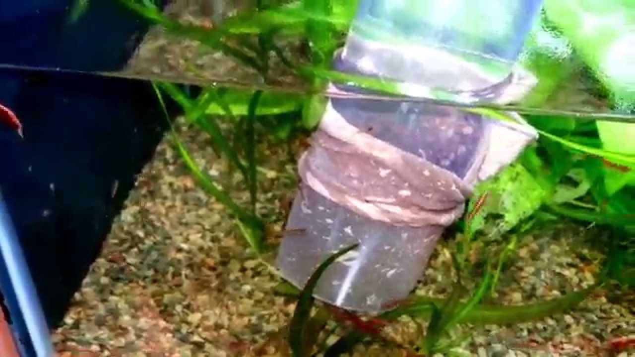 bacterial transformation Planted Cherry Shrimp tank update