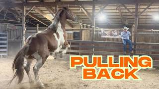 The Hard to Catch Horse what Happens When He Pulls Back