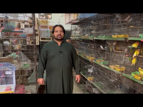 Multan Birds Market Rasheedabad 11 November 2025 |  Birds Zone