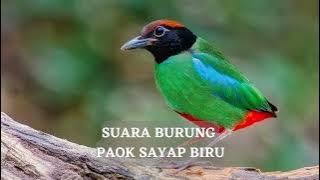 Suara Burung PAOK Sayap Biru di alam liar
