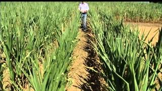 Corn Growers Insurance To Reduce Crop Carnage Pain