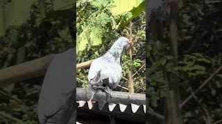 জিনিয়াস কবুতর 😂 #zahidpigeonvlog #pigeon #bird #vilogpigeon #birds #kabutar #pigeon
