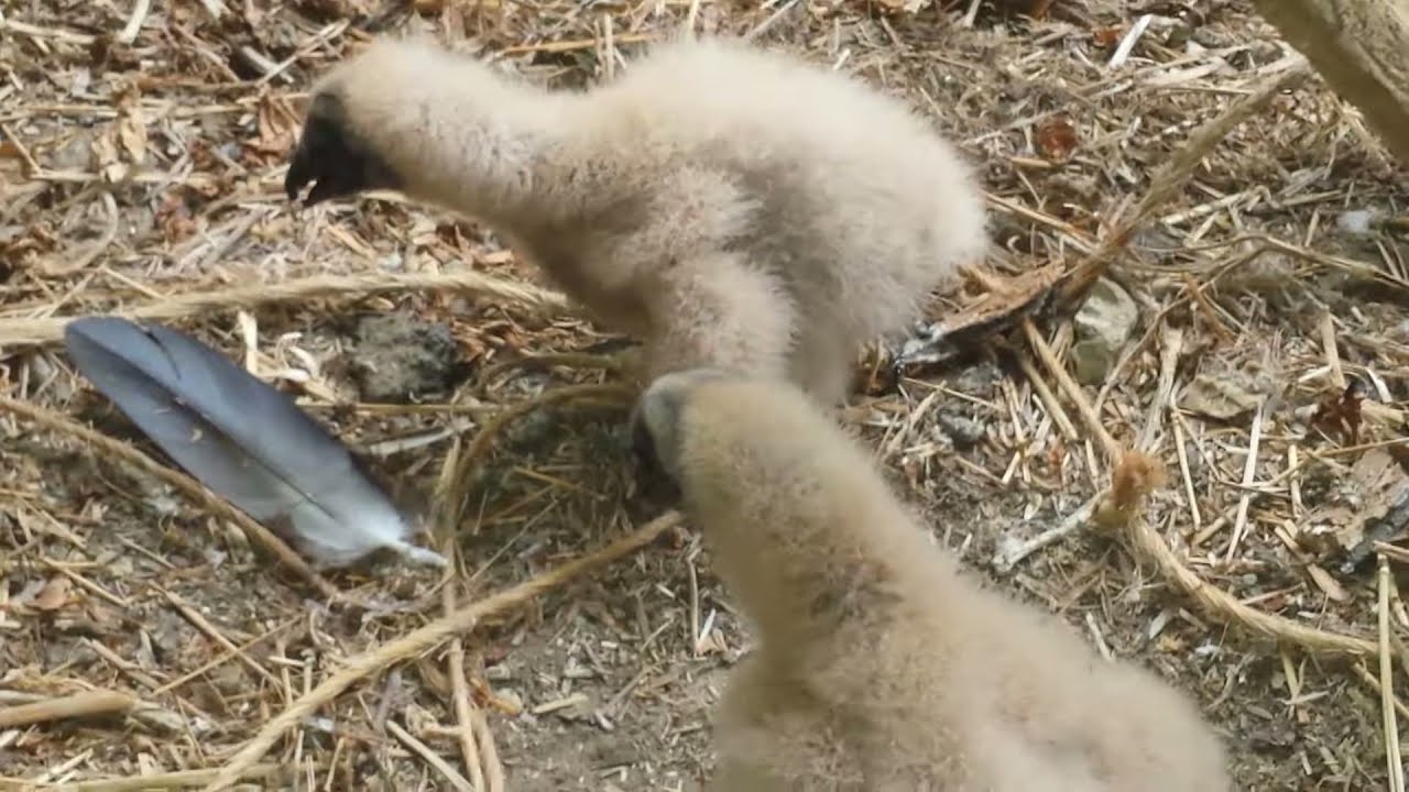 baby birds are called Baby Black Vultures