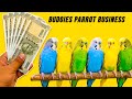 Budgies parrot business tips 100%  warking How to bird business?