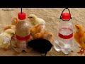 Como hacer Bebedero y comedero para pollitos con botellas de plástico