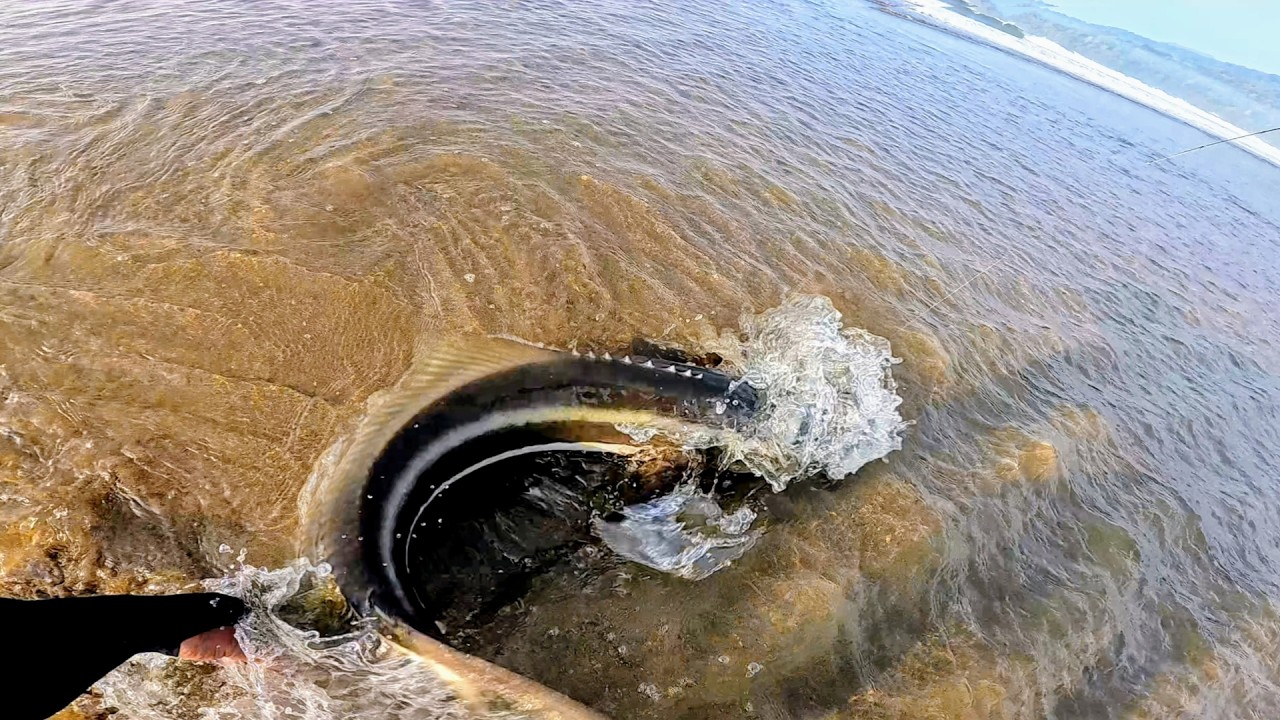 Pertarungan Epic Melawan PREDATOR Pantai Selatan || Mancing casting pinggiran