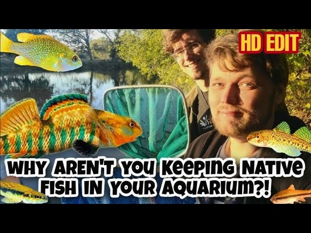 FISH FLAIR! - Collecting Wild Fish for Aquarium in Florida 