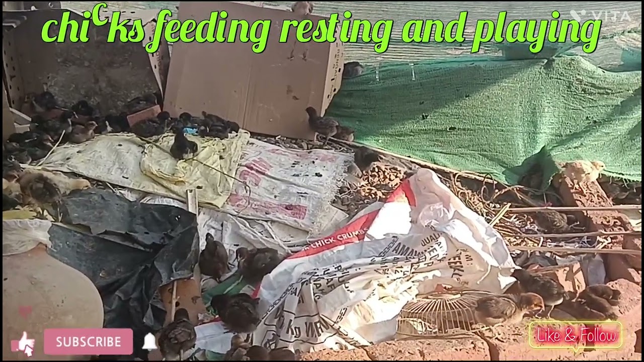 Chicks Feeding! Resting! Playing in Slow Motion 