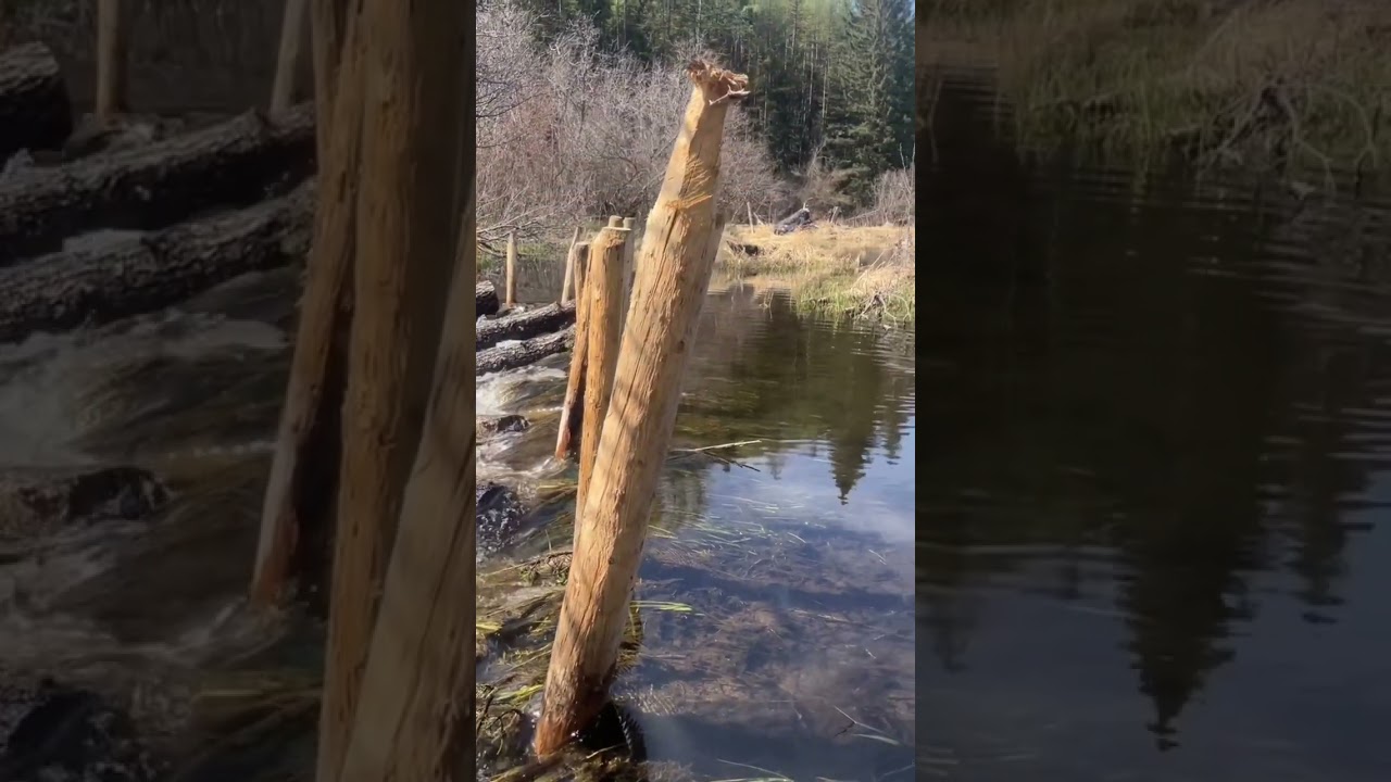 Beaver Dam Analogue (BDA) in Action