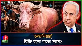 এবার কোরবানির হাটে নতুন আতঙ্ক ‘নেতানিয়াহু’ নামের গোলাপি মহিষ! | Netanyahu | Buffalo