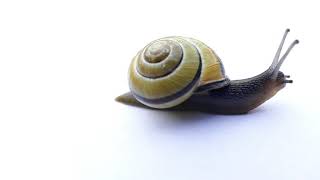 Don’t settle for Slow Connectivity!