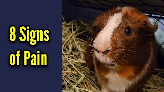 8 Signs Your Guinea Pig is in Pain