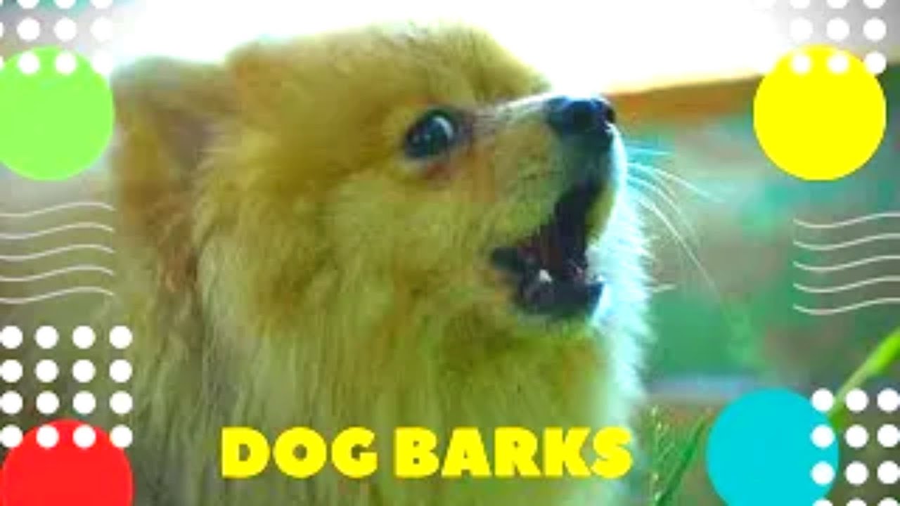⁣Собака лает Программа Голос 4K Dog barks Hund bellt Le chien aboie El perro ladra الكلب 狗叫 개 짖는 소리 犬