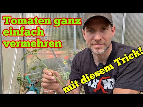 Wie man erfolgreich Tomaten vermehrt!
