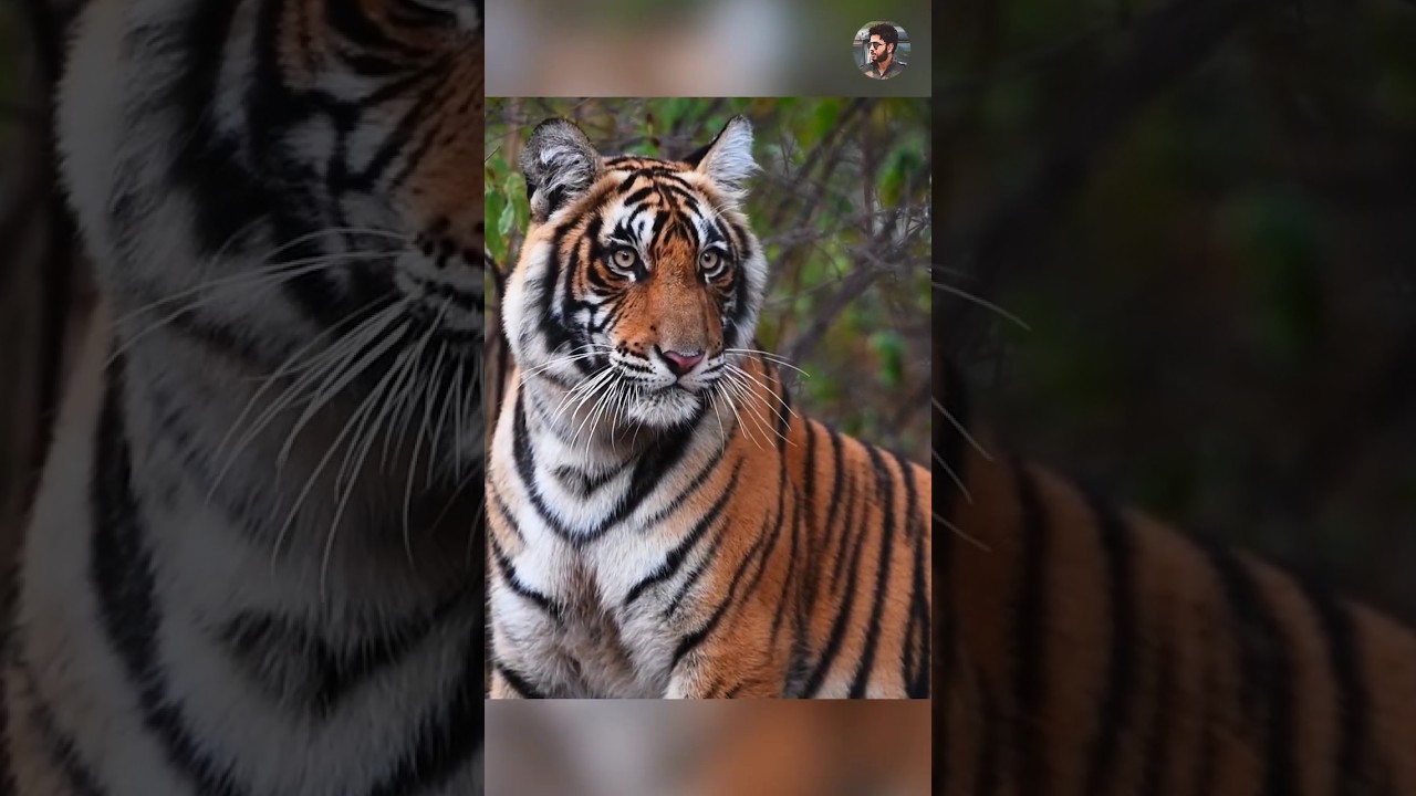 Man eater tigers of Sundarban Part-2😳😳😳 | 