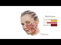 Facelift Anatomy | How Face Lifts work | Aesthetic Minutes #Facelift #Anatomy