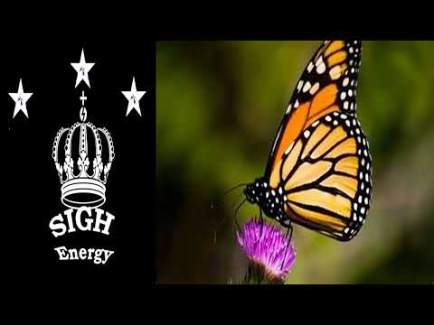 Bug killer EXTREMELY POWERFUL!!! (Energetically Programmed)