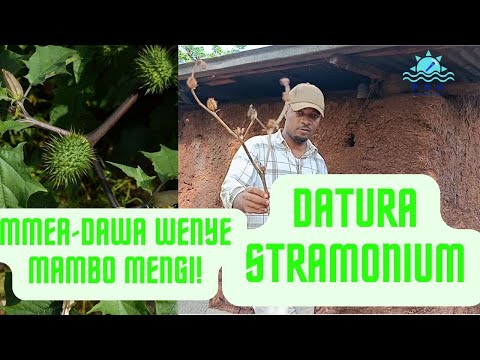MTI DAWA WENYE MAMBO MENGI DATURA STRAMONIUM AKA KIMANGANO Dawa Datura Afya
