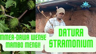 MTI DAWA WENYE MAMBO MENGI DATURA STRAMONIUM AKA KIMANGANO #dawa #datura #afya MTI DAWA WENYE MAMBO MENGI DATURA STRAMONIUM AKA KIMANGANO #dawa #datura #afya