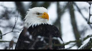 Bald Eagle in a Snow Storm | Washington Wildlife in 4K