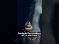 This Snail Replaced Eating with a Bacterial Organ Inside It