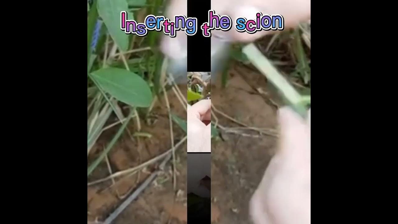 Saddle grafting in basic ways YouTube