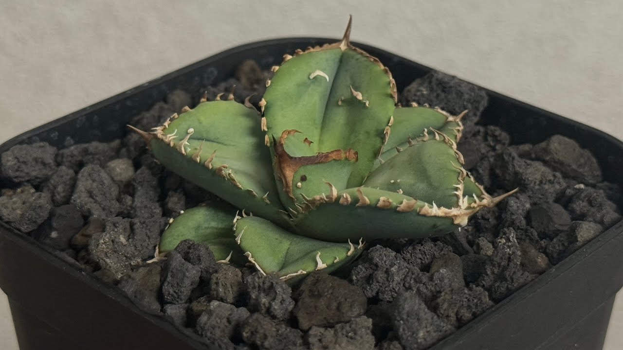 アガベ　チタノタ　鰐亀 アガベ・チタノタ 鰐亀（芽）-023｜agave titanota alligator sna
