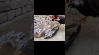 Biggest Eagle Vs Biggest Rooster Challenge 🦅🐓Part 2 #shorts #eagle #rooster #animals