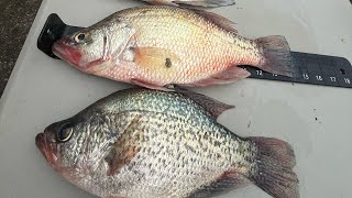 Best Place for Winter Crappie Fishing