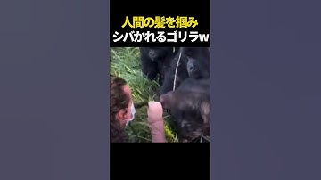 人間の髪を掴み怒られるゴリラw