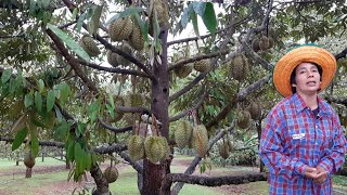 สุดยอดทุเรียนภูเขาไฟ!!ต้องที่นี่ศรีสะเกษ