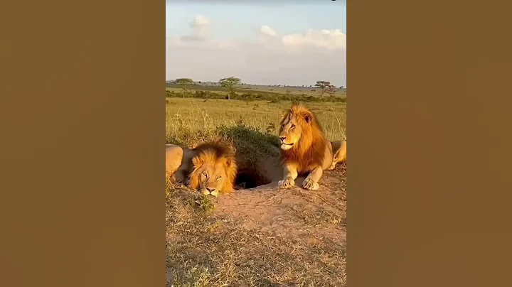 #haveitoldyoulatelythatiloveyou #funny #funnyimages #laughoutloud #butifyoucloseyoureyes