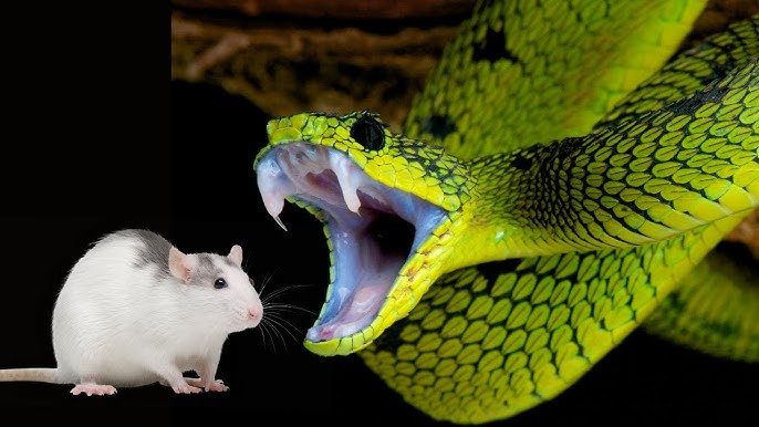 Syktyvkar porno onlayn