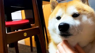 あごをにょむにょむされるも全く動じない柴犬