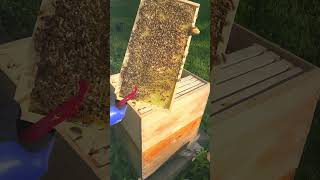 Hive inspection adding a super and setting hive on a stand