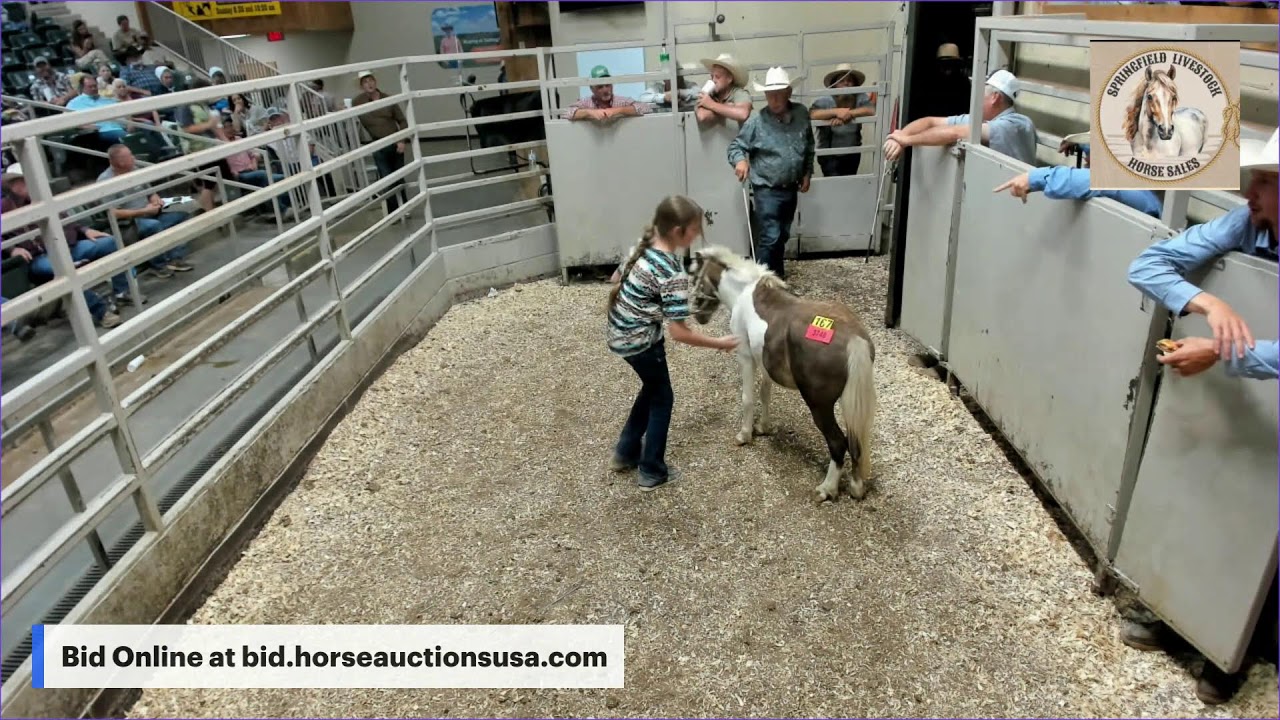 Springfield Livestock Horse Sales - Springfield, MO
