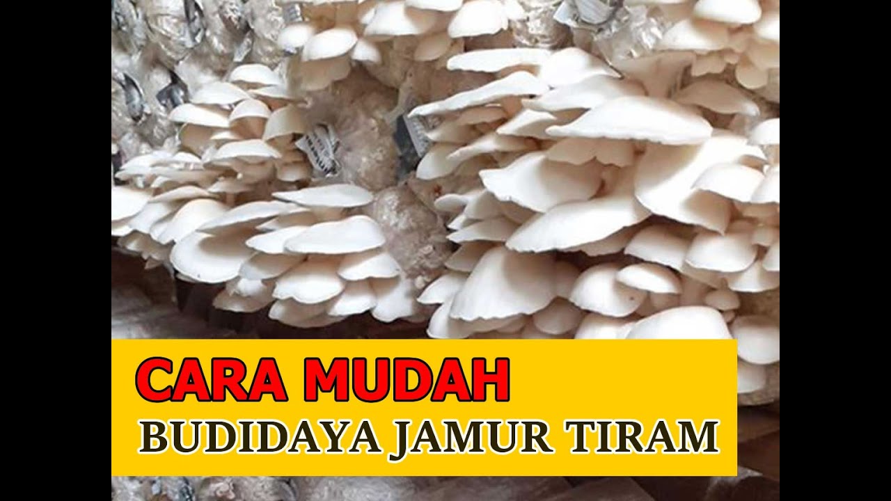 Langkah Awal Memulai Bertani Jamur Tiram 
