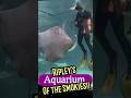 Best! Aquarium! Ripley’s Aquarium of the Smokies! Near Dollywood! #shorts #aquarium #gatlinburgtn