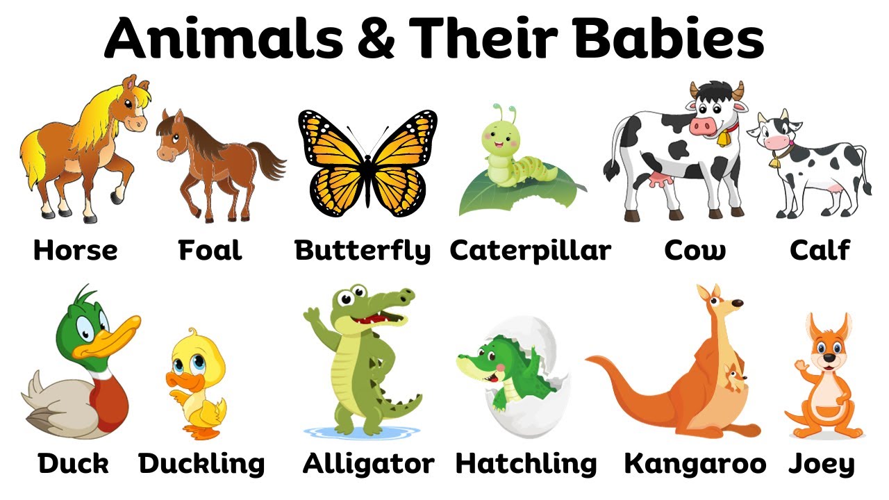 Animal Names Animal And Their Babies Vocabulary English animal-names-animal-and-their-babies-vocabulary-english