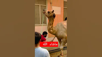 اونٹ کی قربانی جملات زیبا Camel 