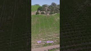 Unveiling the Bold World of Petite Sirah: A Deep Dive into California's Signature Red #shorts