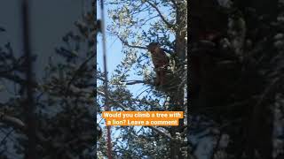 Lion Stuck In A Tree Bow Hunting Cougars
