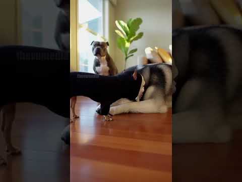 Chihuahua Prank Scares Husky Senseless!