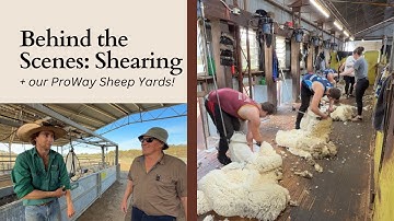 Behind the Scenes of Shearing & Why We Love Our ProWay Sheep Yards
