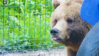 А лето на пороге☀️Мансур готов встречать🐻