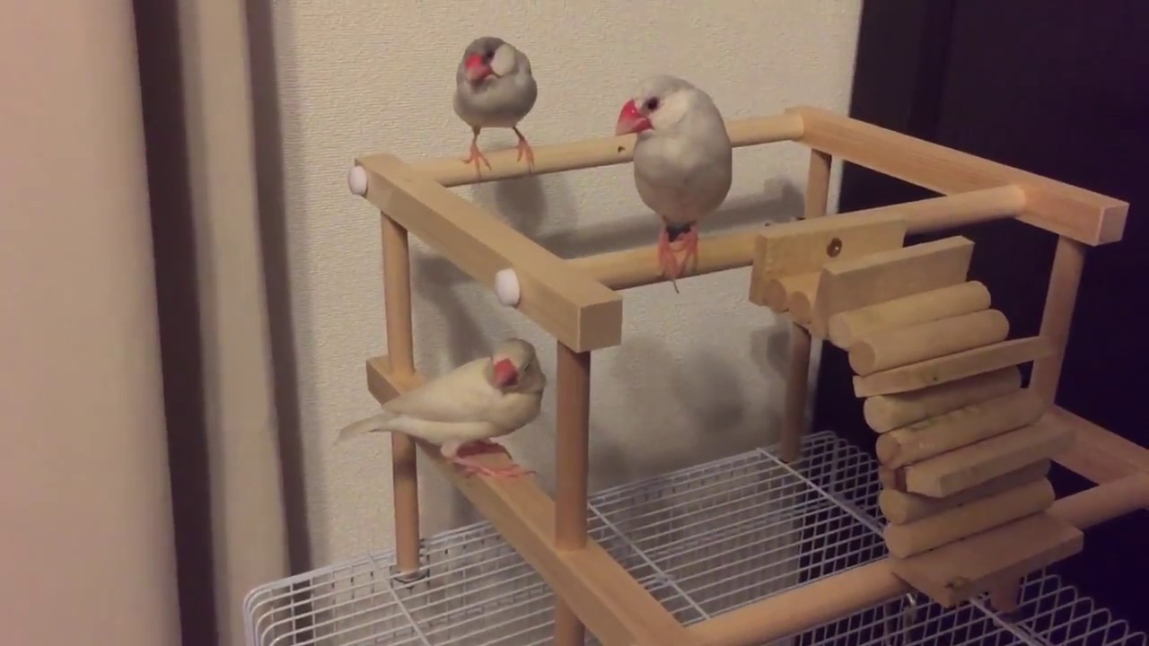 シルバー文鳥】文鳥'sとアスレチック！ - YouTube