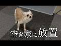 狂った家で死を待っていたチワワのその後…。