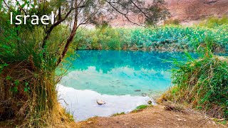 Download Lagu I Found an Oasis in The Judean Desert Near the Dead Sea. Enot Tsukim Nature Reserve MP3
