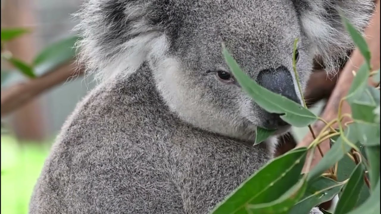 Koala Conservation Australia Wild Koala Breeding Guulabaa launch