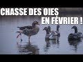 Chasse des Oies en Février ! - Marius Chasse